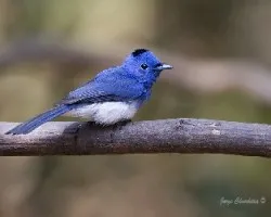 Hypothymis azurea