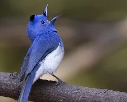 Hypothymis azurea