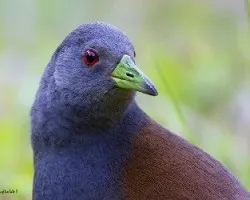 Amaurornis bicolor