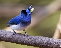 Hypothymis azurea