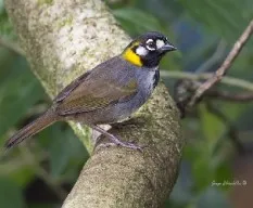 Melozone leucotis
