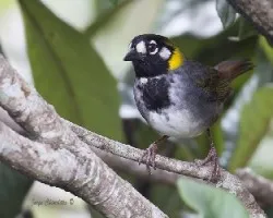 Melozone leucotis