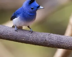 Hypothymis azurea