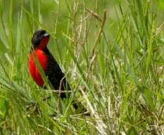 Sturnella militaris