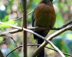 Momotus momota