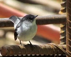 Serpophaga cinerea