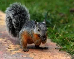 Ardilla