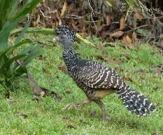 Crax rubra