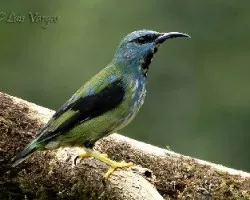 Cyanerpes lucidus