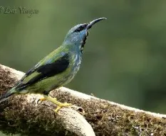 Cyanerpes lucidus
