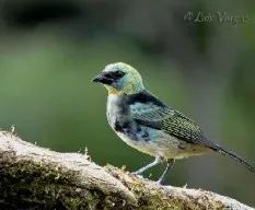 Tangara larvata
