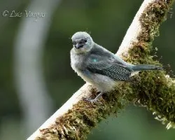 Tangara larvata