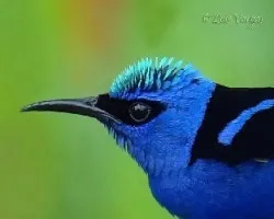 Picudo