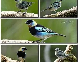 Tangara larvata