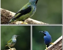 Cyanerpes lucidus