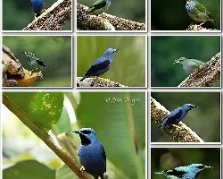 Cyanerpes lucidus