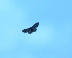 Polilla