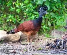Crax rubra