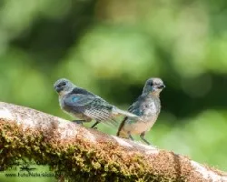 Tangara larvata