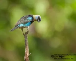 Tangara larvata