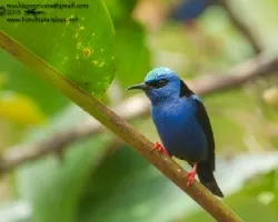 Cyanerpes cyaneus