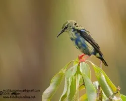Cyanerpes cyaneus