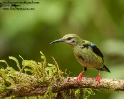 Cyanerpes cyaneus