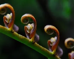 Hoja de helecho joven