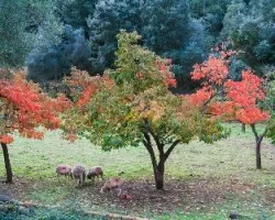 Otoño