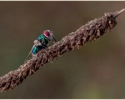Mosca