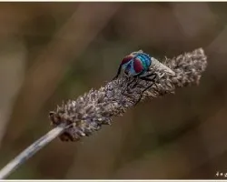 Mosca