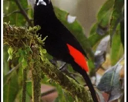 Ramphocelus costaricensis