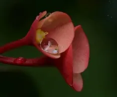 Flores rojas