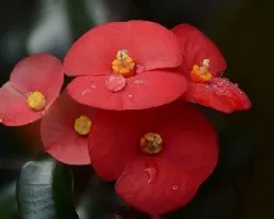 Flores rojas