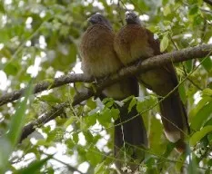 Ortalis cinereiceps