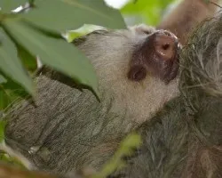 Perezoso