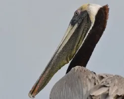 Pelecanus occidentalis