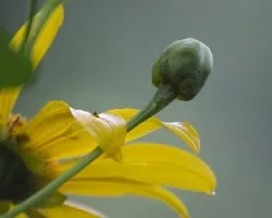 Girasol silvestre