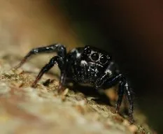 Ojos negros