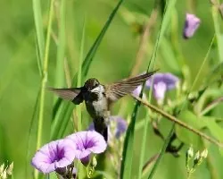 Colibri