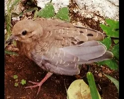 Aves de torreón