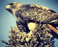 Aves de torreón