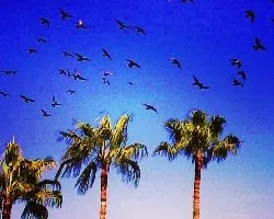 Aves de torreón