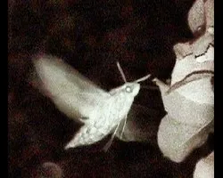 Polilla nocturna