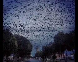 Bancaca nocturnina