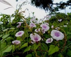 Ipomoea carnea