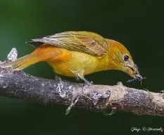 Piranga rubra