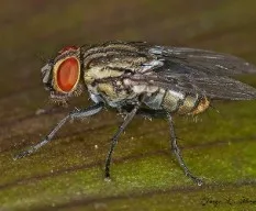 Mosca