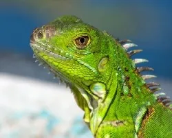 Iguana verde