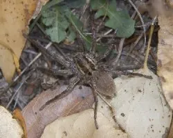 Hogna radiata